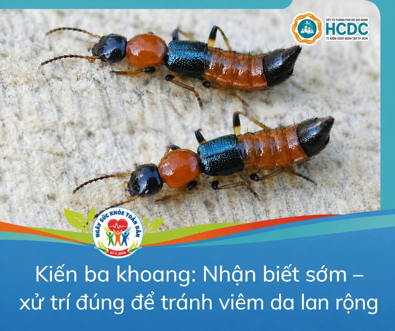 Kiến ba khoang: Nhận biết sớm – xử trí đúng để tránh viêm da lan rộng