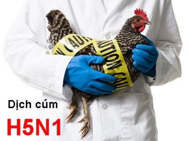 Nhận định của WHO về tình hình dịch cúm H5N1