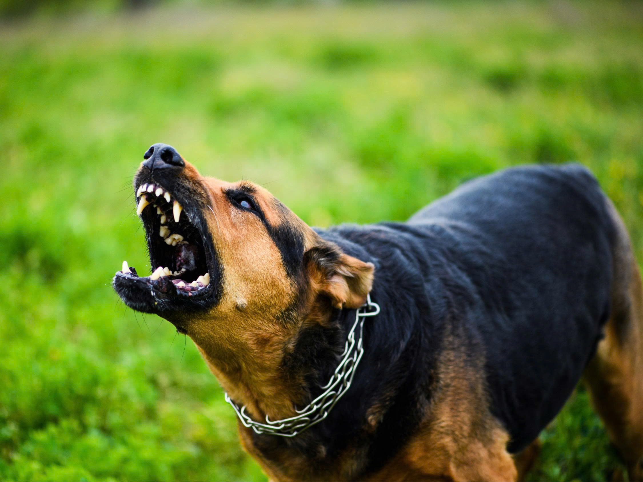 Tăng cường phòng, chống bệnh dại trong giai đoạn cao điểm nắng nóng