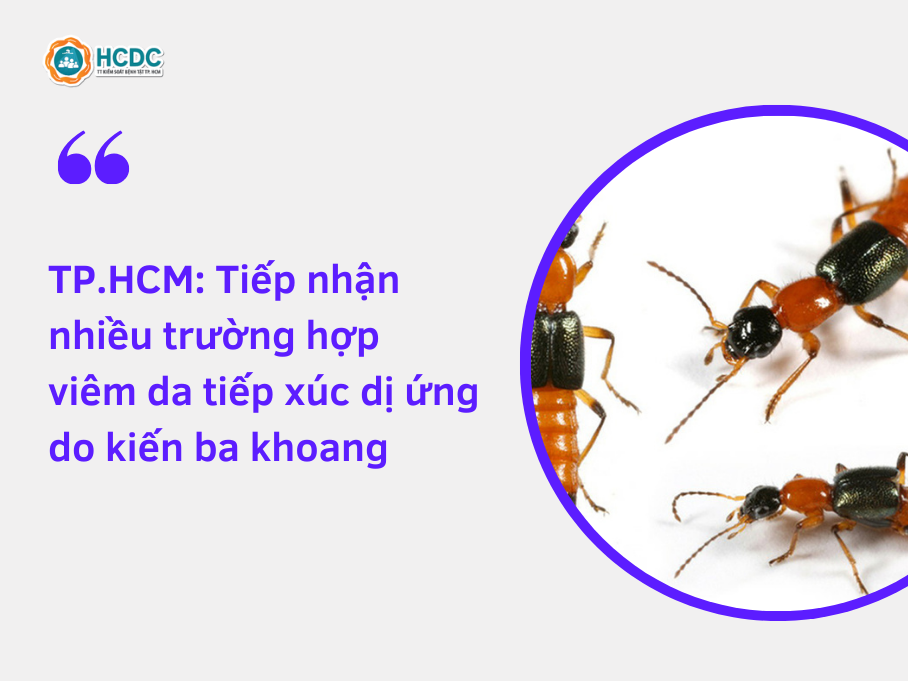 TP.HCM: Tiếp nhận nhiều trường hợp viêm da tiếp xúc dị ứng do kiến ba khoang