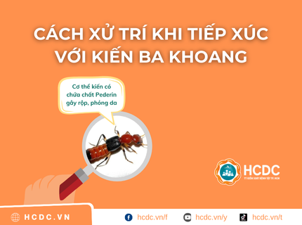 Cách xử trí khi tiếp xúc với kiến ba khoang