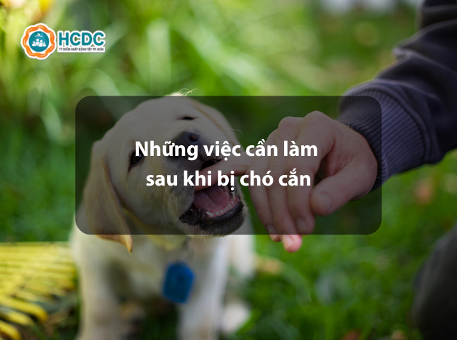 Những việc cần làm ngay sau khi bị chó cắn