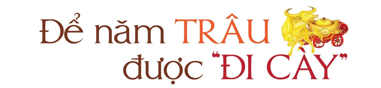 Để năm trâu được đi cày